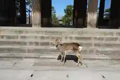 東大寺法華堂（三月堂）の動物