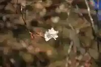 鹿島大神宮の自然