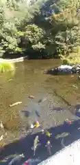 出水神社の動物