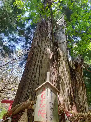 磐椅神社の自然