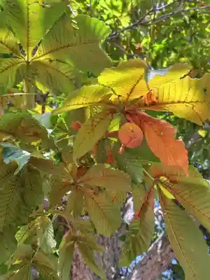 上富良野神社(北海道)