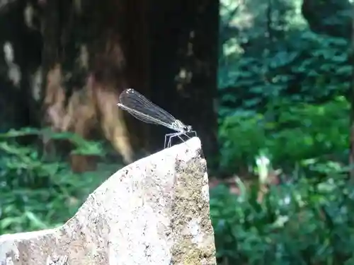 最乗寺（道了尊）の動物