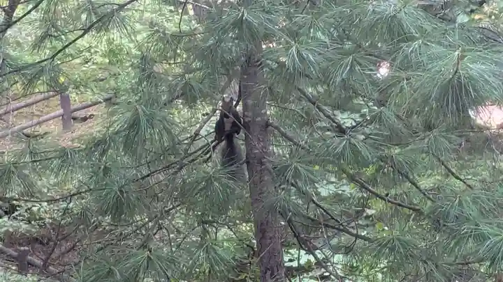 音更神社の動物