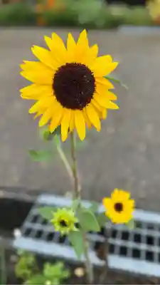 七重浜海津見神社(北海道)