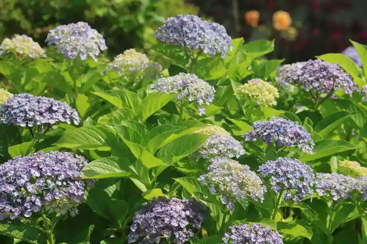豊景神社の庭園
