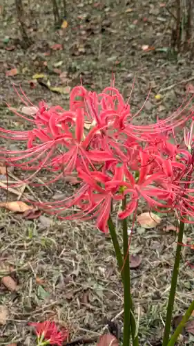 平野神社(京都府)
