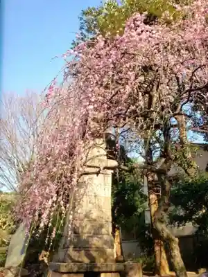 新井薬師（梅照院）(東京都)