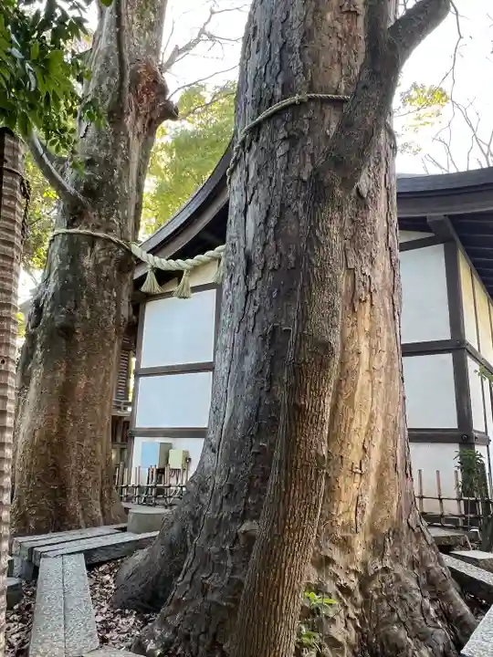 川越氷川神社(埼玉県)