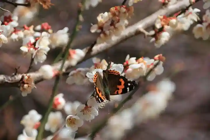 鹿島大神宮の動物