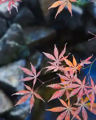東京大神宮(東京都)