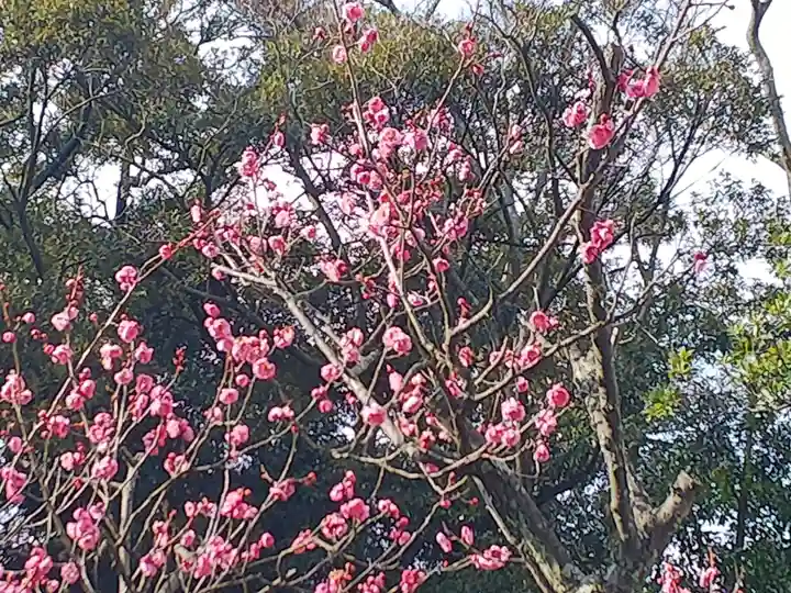 小松天満宮の自然