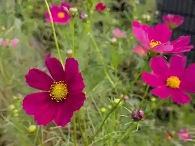 祖母井神社(栃木県)