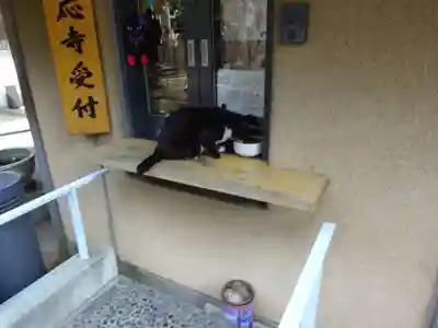 感応寺の動物