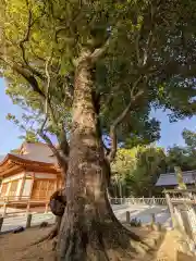 池戸八幡神社の自然