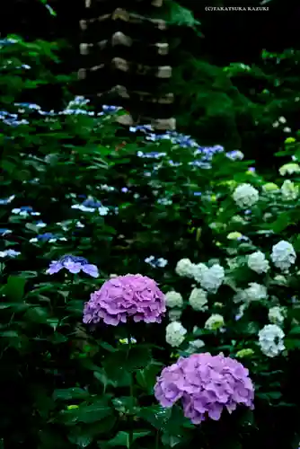 高幡不動尊　金剛寺(東京都)