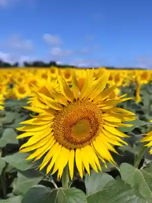 空知神社(北海道)