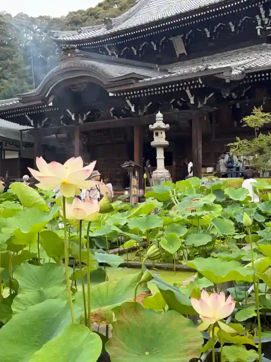 三室戸寺(京都府)