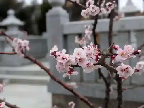 葛飾八幡宮(千葉県)