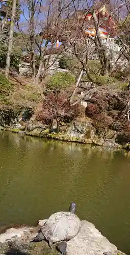 清水寺奥之院の動物