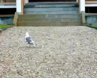 砂原稲荷神社の動物