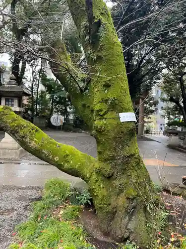 乃木神社(東京都)