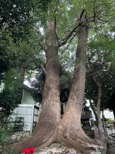 鳩ヶ谷氷川神社(埼玉県)