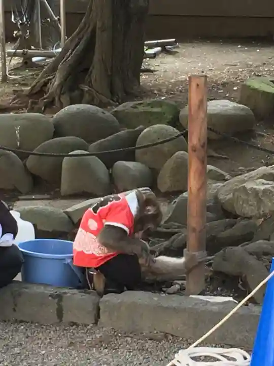 浅草神社の動物