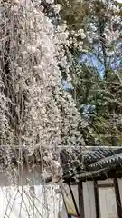 醍醐寺(京都府)