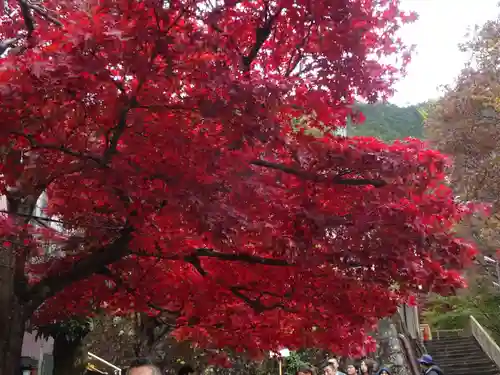 根之元神社の自然