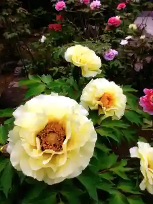 禅定院(東京都)