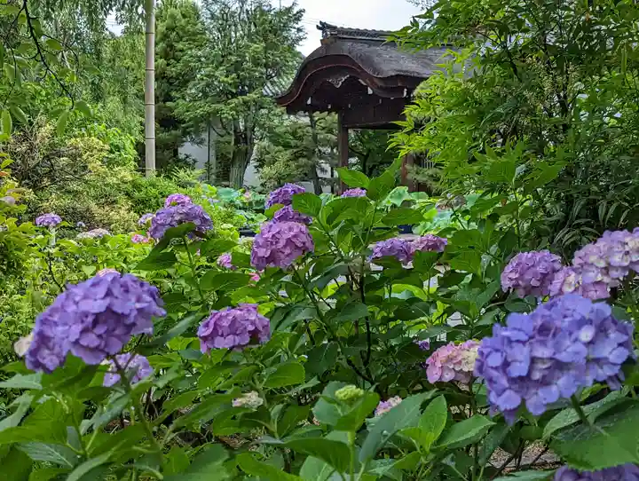 法金剛院(京都府)