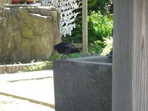 若宮八幡宮 の動物