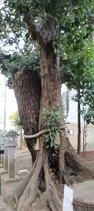 大宮・大原神社(千葉県)