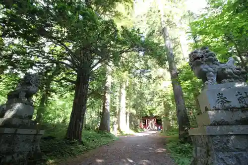 戸隠神社奥社の狛犬