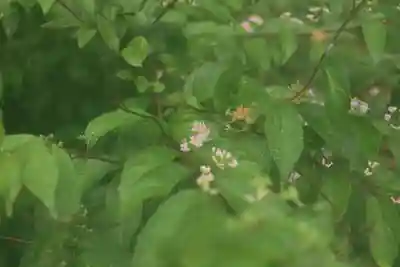 大國主神社の自然