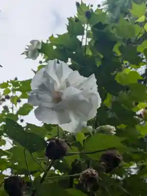 本妙院(東京都)