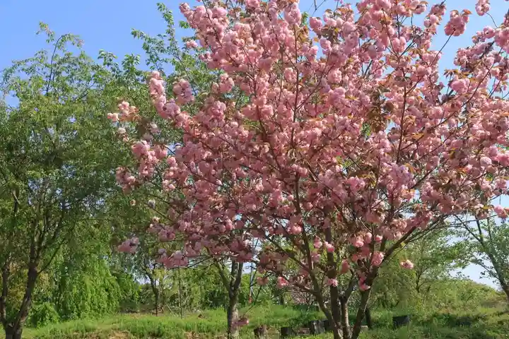 阿久津「田村神社」(郡山市阿久津町)旧社名:伊豆箱根三嶋三社の庭園