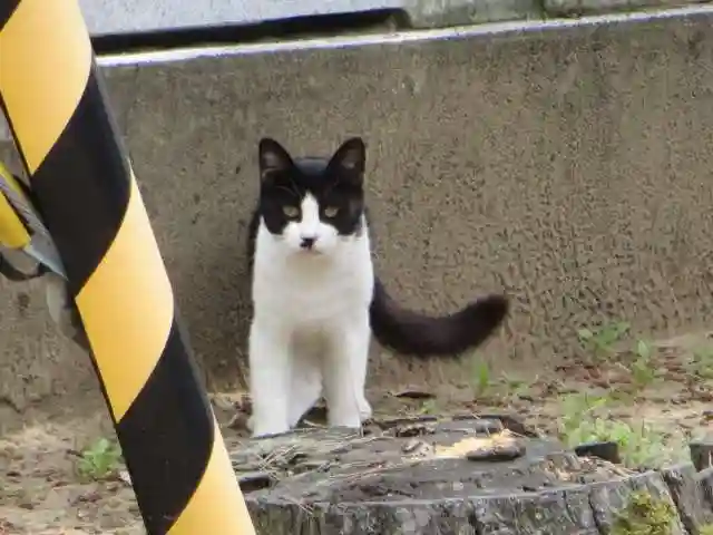 千里浜神社の動物