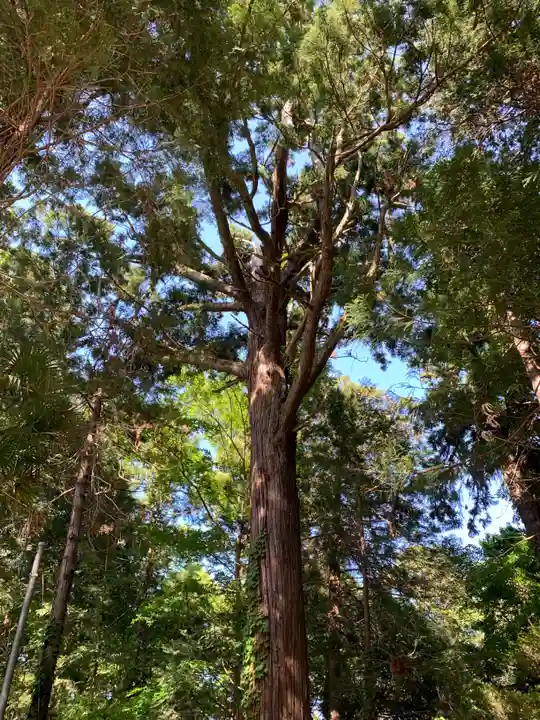 日枝神社(千葉県)