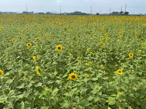 下野 星宮神社の自然