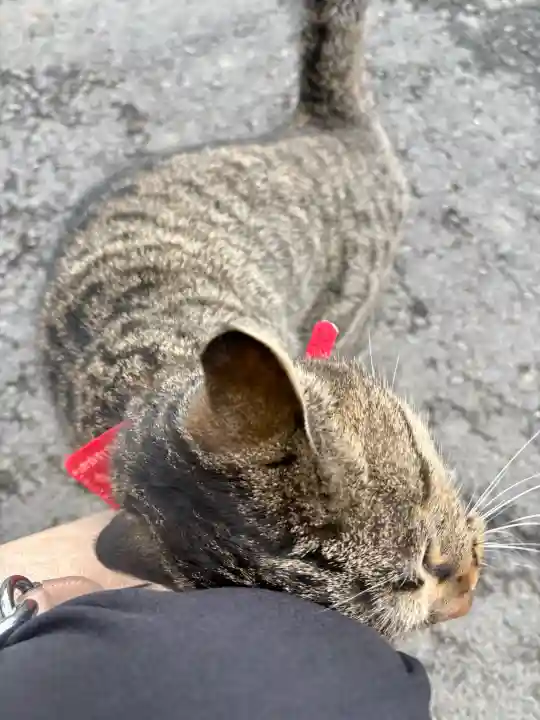正一位 若草稲荷神社の{uncategorized: "未分類", other: "その他", undefined: "問題あり", building: "その他建物", grave: "お墓", sacred_gate: "鳥居", guardian: "狛犬", statue: "像", buddha: "仏像", history: "歴史", nature: "自然", garden: "庭園", animal: "動物", pagoda: "塔", temizu: "手水舎", mountain_gate: "山門・神門", sanctuary: "本殿・本堂", subordinate: "末社・摂社", art: "芸術", scenery: "景色", jizo: "地蔵", ema: "絵馬", goshuin: "御朱印", omikuji: "おみくじ", items: "授与品その他", amulet: "お守り", goshuincho: "御朱印帳", eats: "食事", festival: "お祭り", votive_dance: "神楽", shichigosan: "七五三参", wedding: "結婚式", experience: "体験その他", initially: "初詣", around: "周辺", anti_infection: "感染症対策"}
