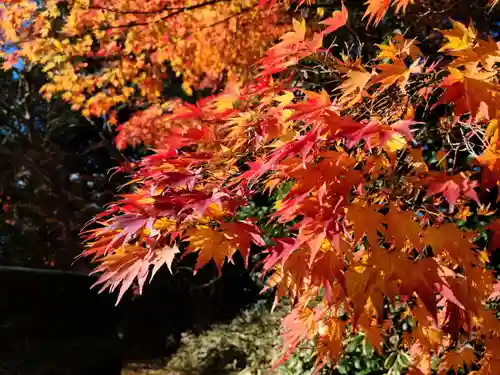 二階堂神社の自然