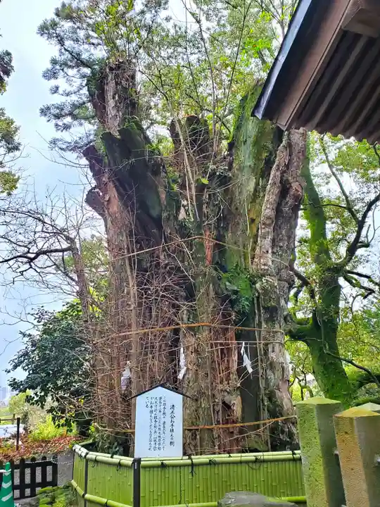 加藤神社の自然