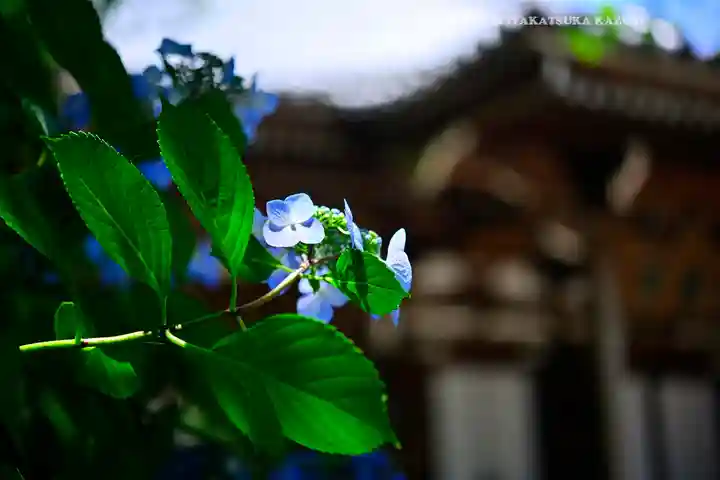 高幡不動尊 金剛寺(東京都)