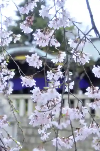 尾久八幡神社の自然
