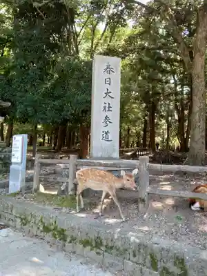 春日大社の動物