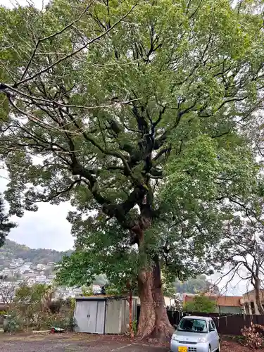 中川八幡神社の自然