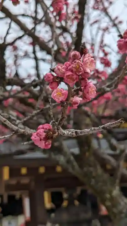 北野天満宮(京都府)