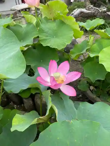 本覚寺(神奈川県)