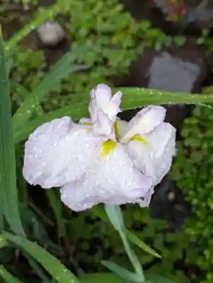 藥王寺(東京都)
